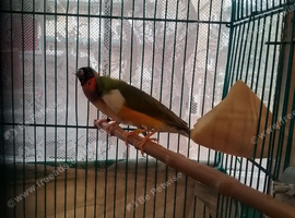 Gouldian finches for sale