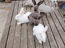 Lovely New Zealand cross  kits Dwarf