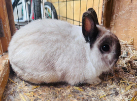 Netherlands dwarf