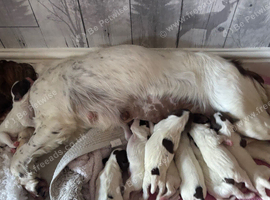 Miggers pups