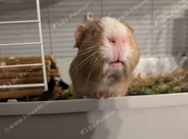 Two lovely male guinea pigs