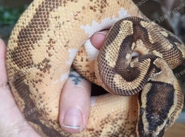Gorgeous male cb24 python