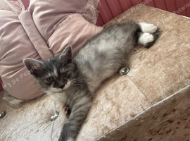 British short hair cross