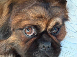 Looking for new home for Tricky