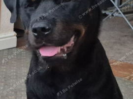 Rottweiler/mastiff pups