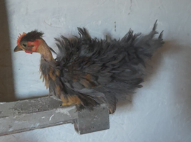 Chickens