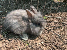 Lop Lionhead  for sale