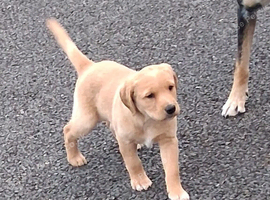 Labrador puppy
