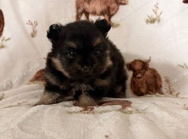 Pomeranian girls