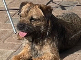 Loving forever home needed for border terrier bitch