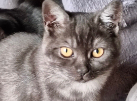 British Shorthair Kittens Ready To Go