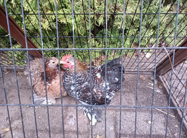A pair of Pekin bantams 4 months old