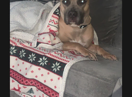 Beautiful Girl honey
