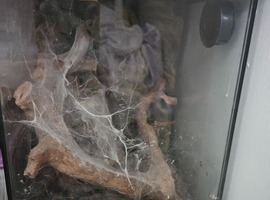 Pink toed tarantula with set up