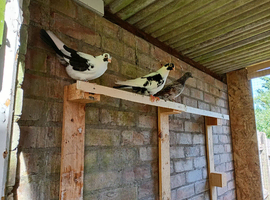 young pigeons. They are Romanian Rollers, healthy and in very good condition. They are around 2 and a half months old If you are interested, please co