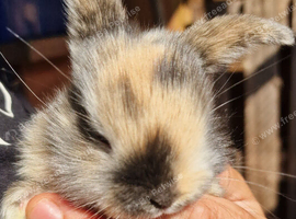 Mini lop babies