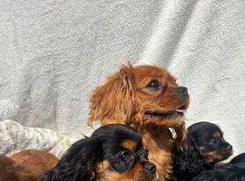 Cavalier King Charles