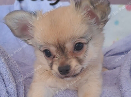 Long coat chihuahua males Ready to leave now