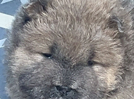 3 gorgeous pups for sale 2x boy & 1x girl