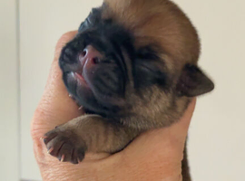 Jug Pup