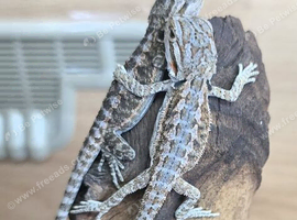 BEARDED DRAGONS LOVELY COLOUR RED