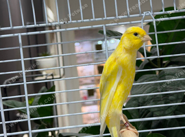 Male Scottish fancy with cage
