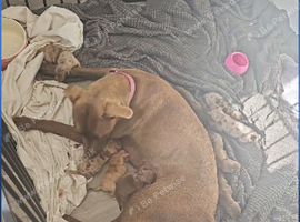 Mixed breed puppies 13 weeks old