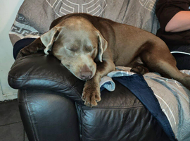 2 Stunning Boys Silver Labrador Retrievers Studs