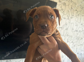 Puppies nearly ready to leave 15july