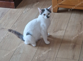 Female Cat British shorthair with Kitten
