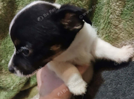 Jack Russell pups