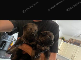 Czech Shepards