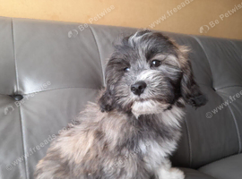 Last lasa-chon puppy!