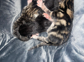 3 beautiful kittens