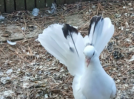 Fantail Pigeons
