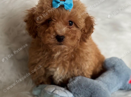 Maltipoo puppies small toy Maltese x toy poodle red apricot dog puppy