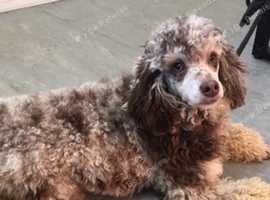 Toy Poodle at stud Chocolate Merle carrying Phantom