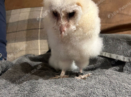 Common bran owlets