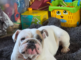 6 year old female English bulldog.