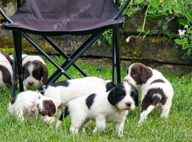 Clumber x springer  x cocker
