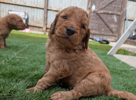 Beautiful F2 labradoodle puppies