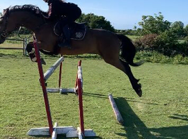 Super eventing/allrounder mare