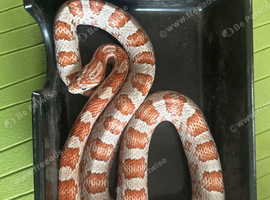 4 years old snake