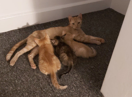 Half Bengal Kittens - READY NOW!