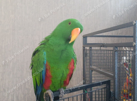 ecletus parrot