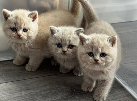 Stunning Lilac Golden Kittens - Tica Registered