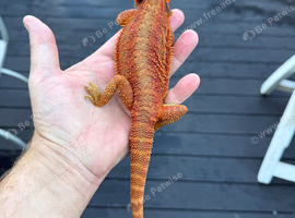 Bearded dragons from 150