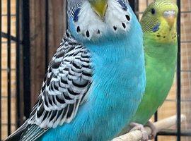 Young budgies