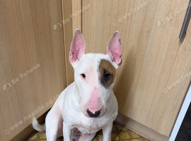 Diva 3 year old Bully