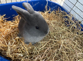 Mininlop x Holland lop bunnies